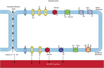 Computational Modelling of Glucose Uptake by SGLT1 and Apical GLUT2 in the Enterocyte